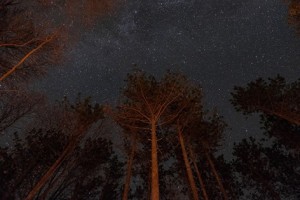 Starry night sky over pines