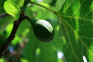 green fig on tree branch