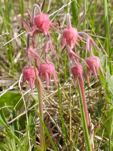 pink wildflower prairie smoke