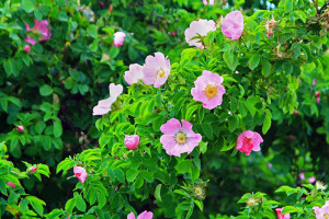 Wld rose bush with pink blooms