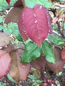 close up of dew beads clinging to edge of red leaf
