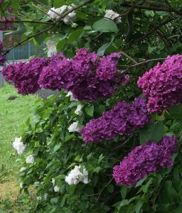 Close up of purple and white lilacs