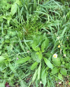 Close up of green weeds and plants covered with dew beside the road, Trosly, France