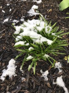 spring snow covering small green plant