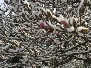 Magnolia buds under spring snow