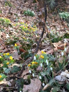 A patch of snowdrops and winter aconite