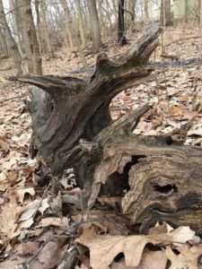 a piece of weathered and hollowed out tree roots in the woods