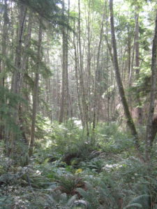 Woods and fir trees on Whidbey Island