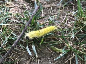 American Dagger Moth caterpillar. Yellow with five bunches of long, black bristles.