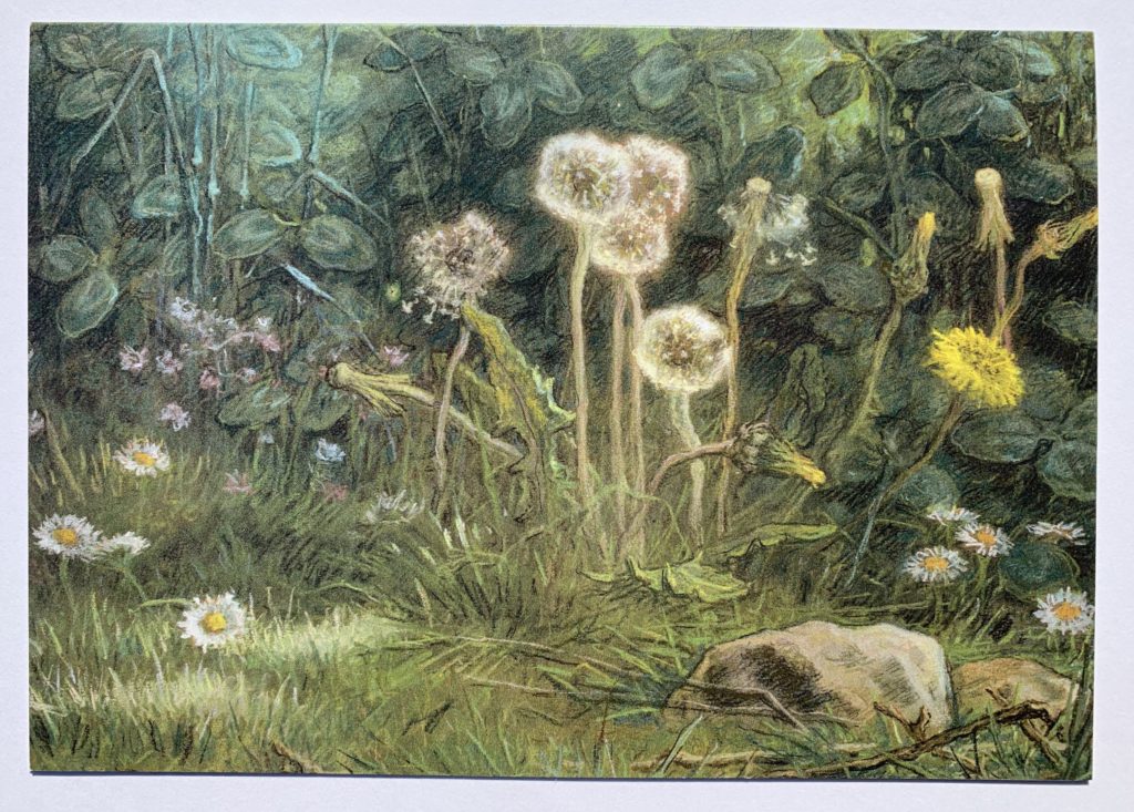 "Dandelions" a pastel on tan wove paper byJean-François Millet, French artist. Drawing of dandelions, yellow as well as gone to seed,