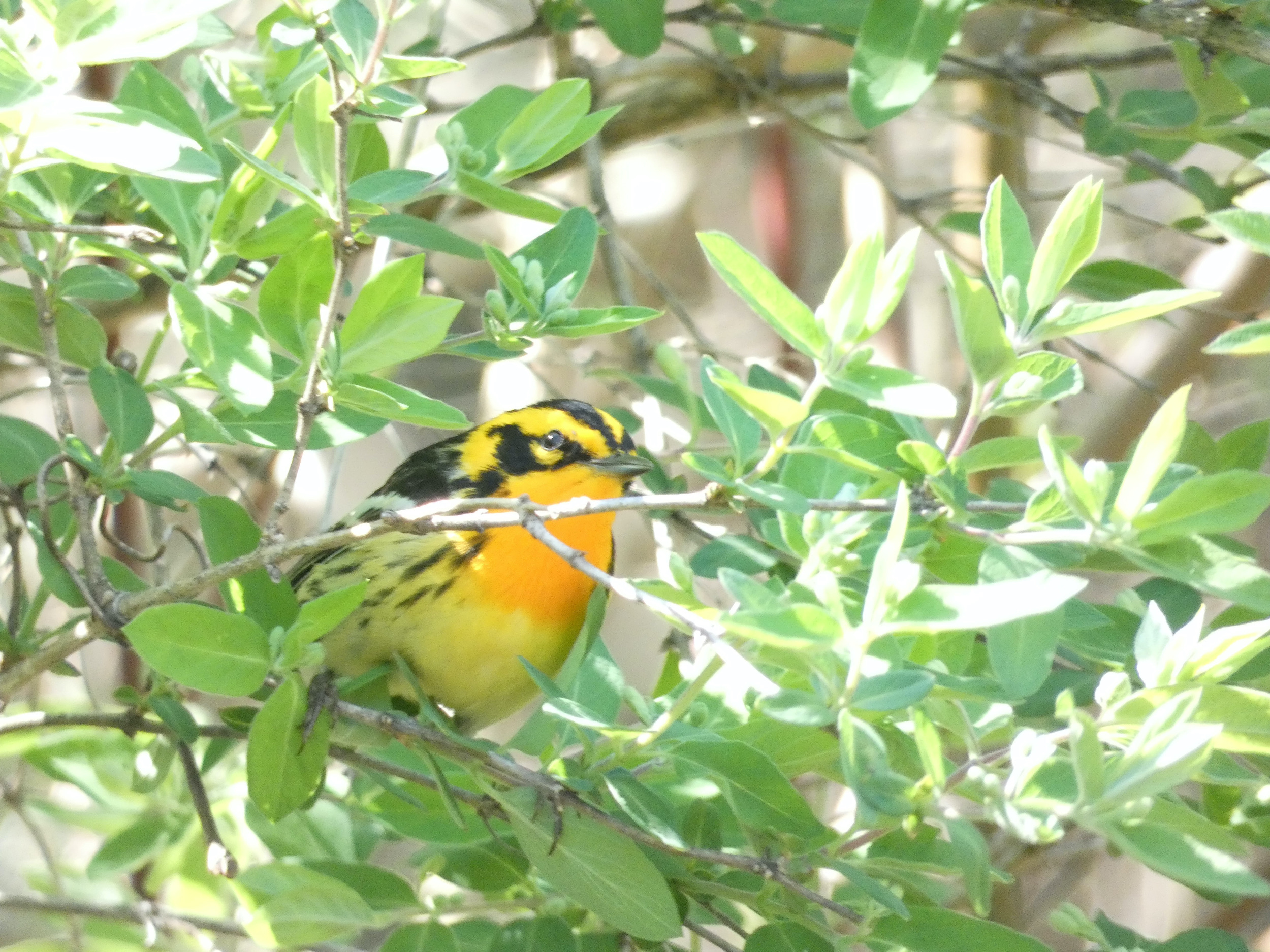 Balckburnian Warbler perched in shrub