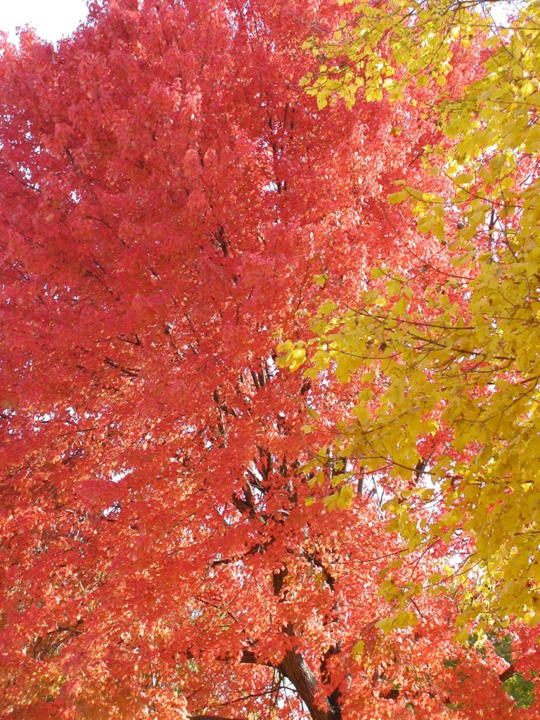 red and yellow autum leaves against the sky