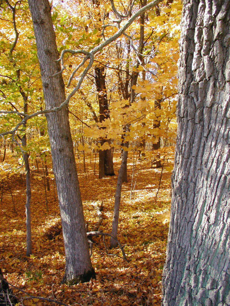 trees in yellow wood
