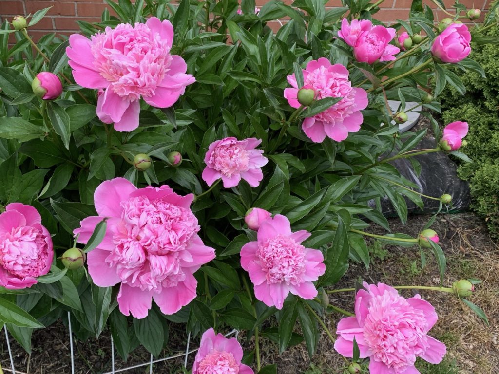 peony bush covered in large pink blooms