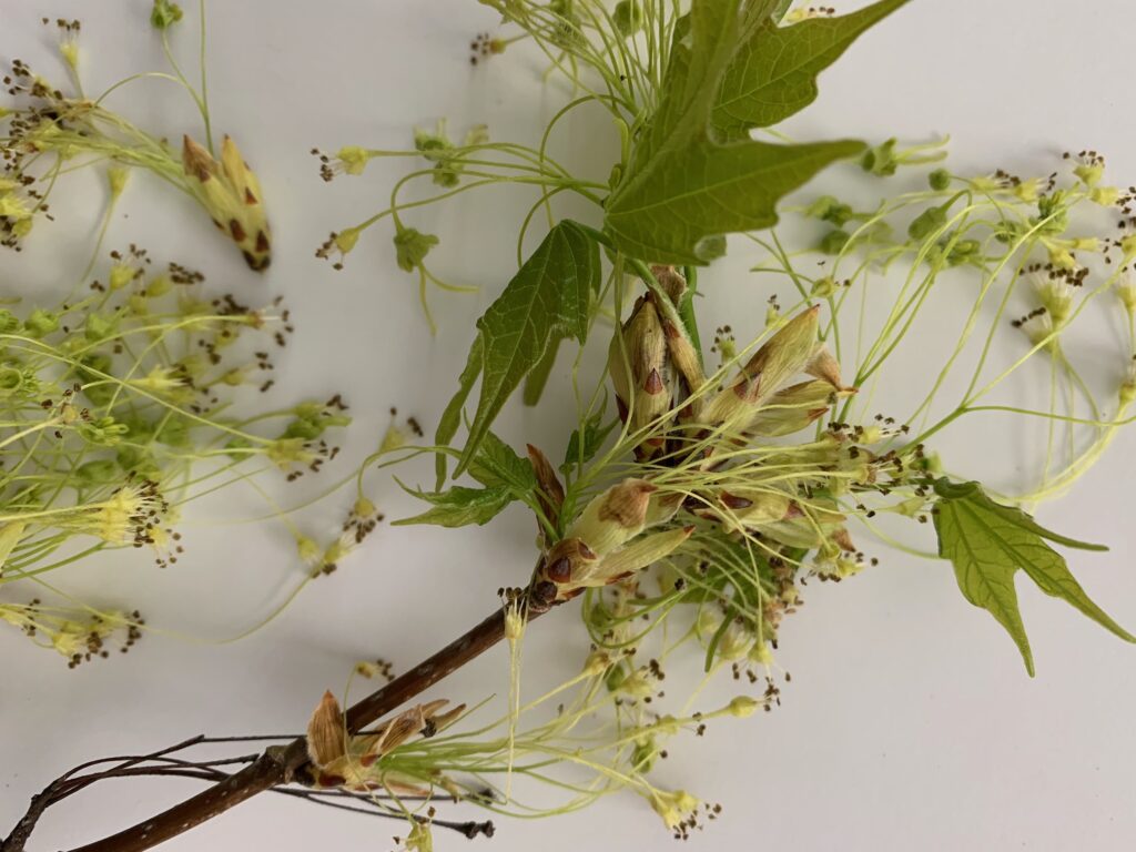 Close up of maple tree buds opening with emergent leaves and flowers.