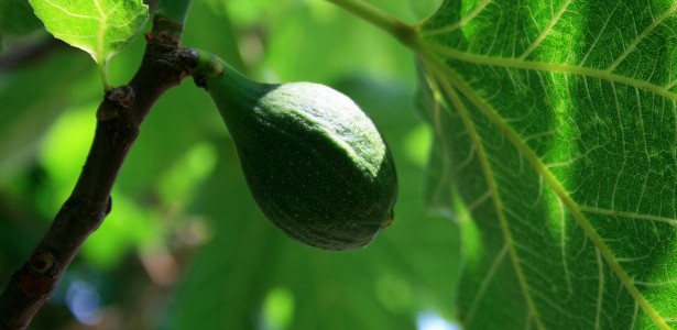 God’s Mercy, Me, and the Fig Tree