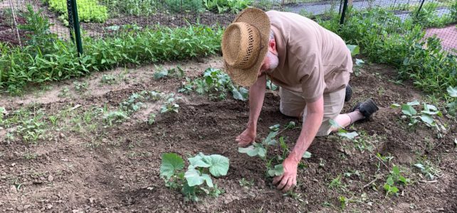 Gardening and Other Ways to Heal the World