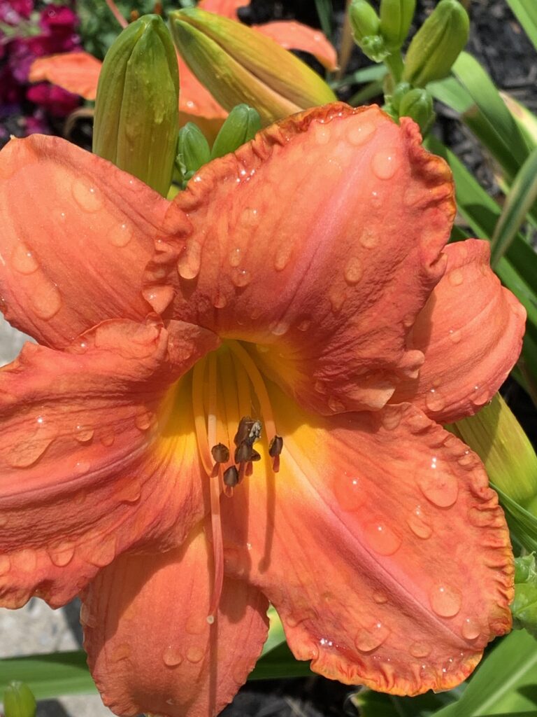 Orange Day Lily with sparkling drops of dew